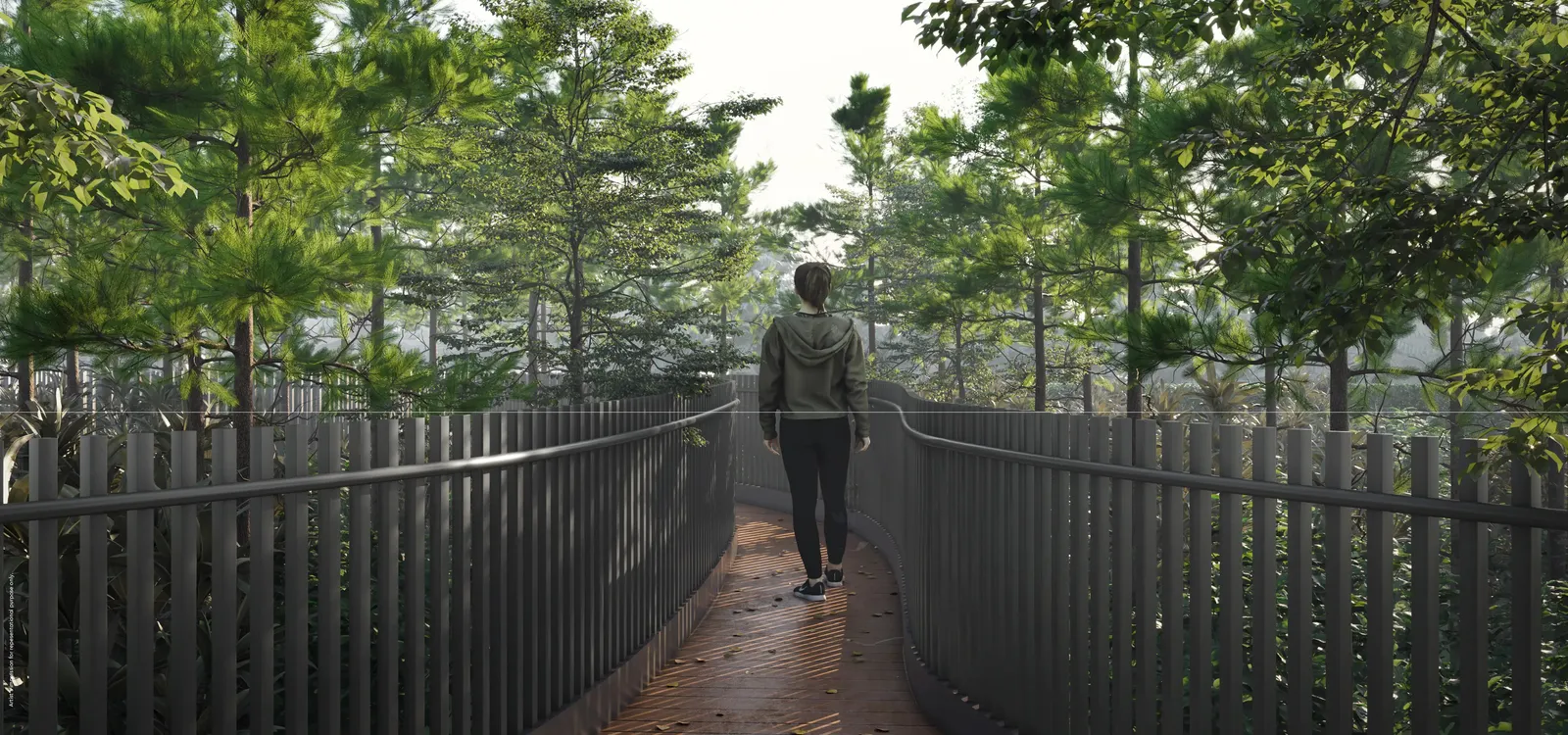 Boardwalk through the dense forest planting